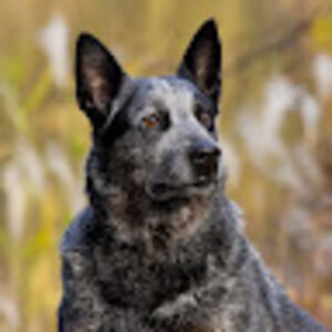 Meet your Posher, Serenity